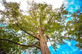 Best Storm Damage Tree Cleanup  in Delta, UT