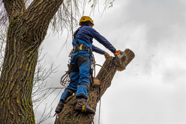 Best Emergency Tree Removal  in Delta, UT