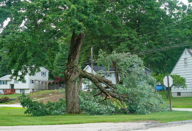 Best Tree Health Inspection  in Delta, UT