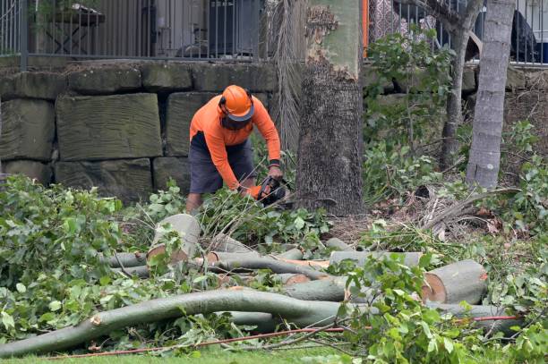 Delta, UT  Tree Services Company