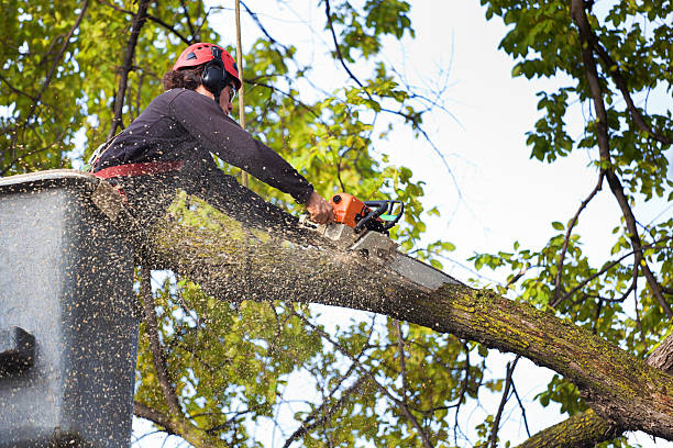 Best Firewood Processing and Delivery  in Delta, UT