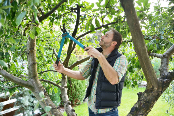 Best Fruit Tree Pruning  in Delta, UT